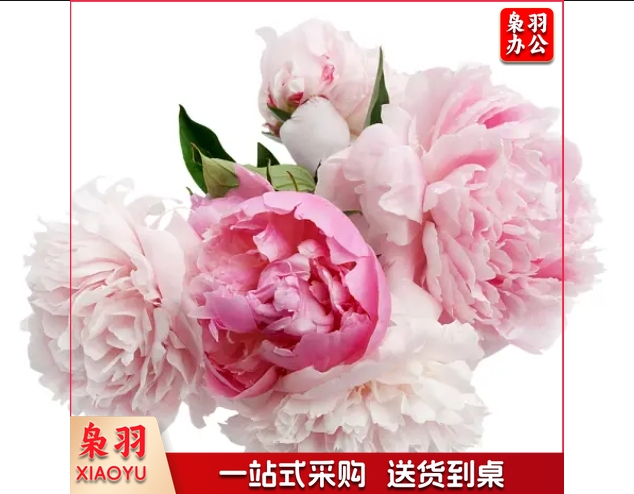 康乃馨单支小花束 鲜花（详情联系客服）