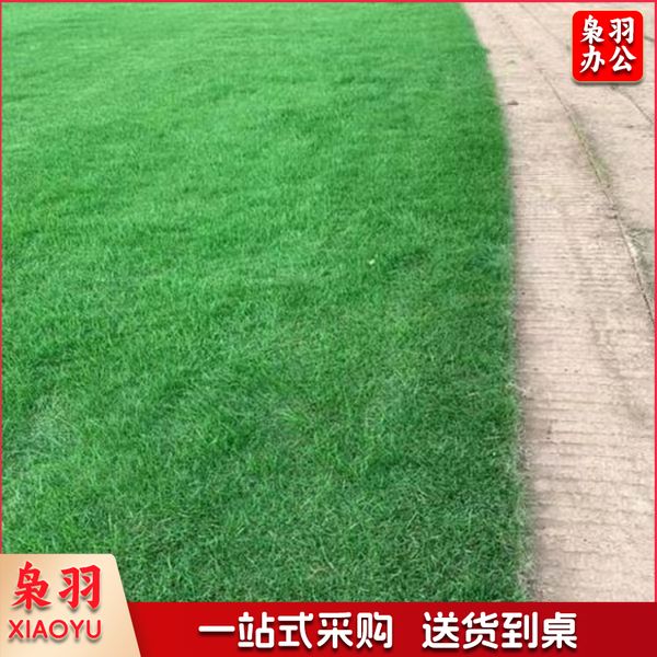 足球场草籽  1斤