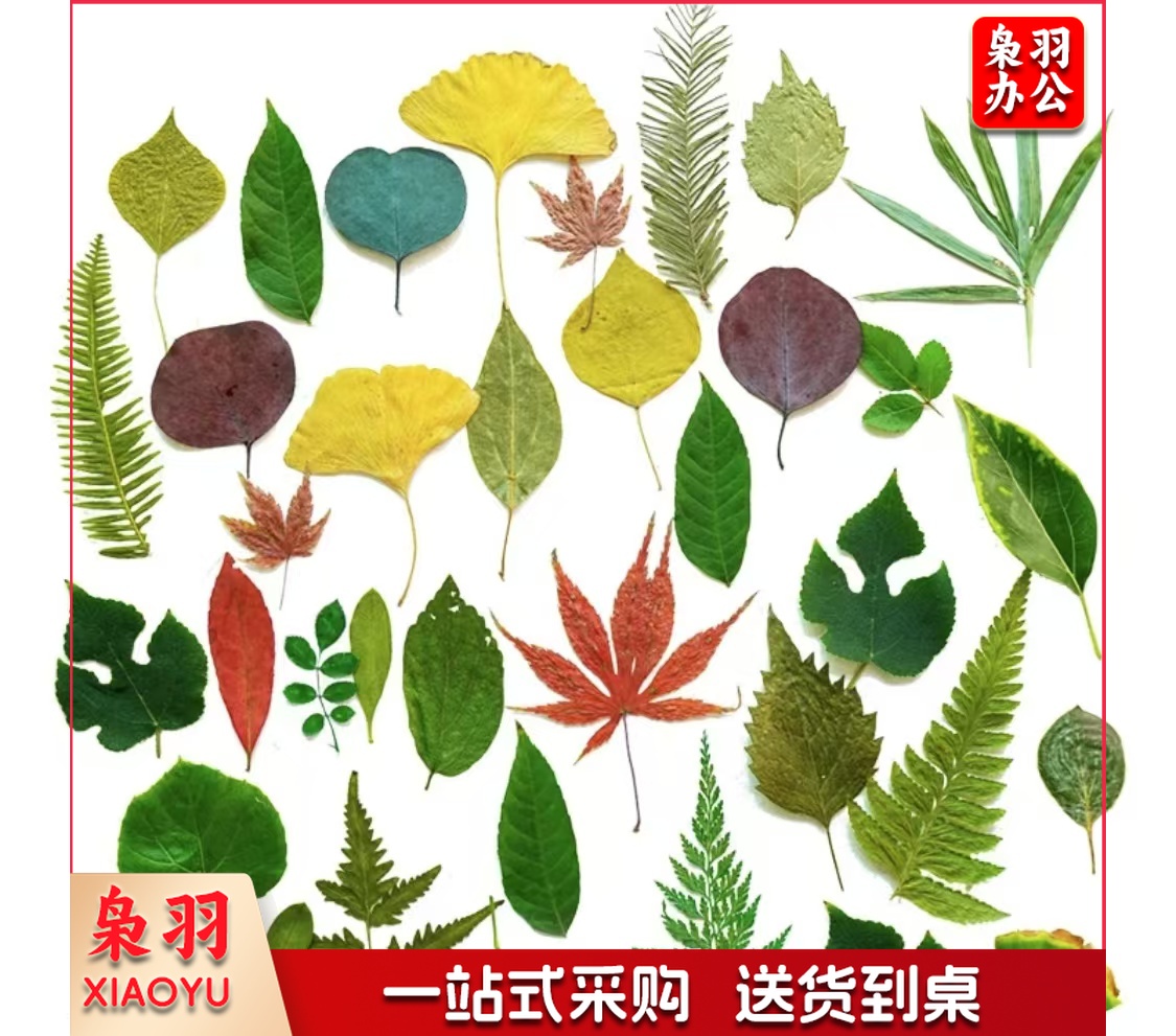 酒店西餐花草摆盘真树叶标本(45片/包 )
