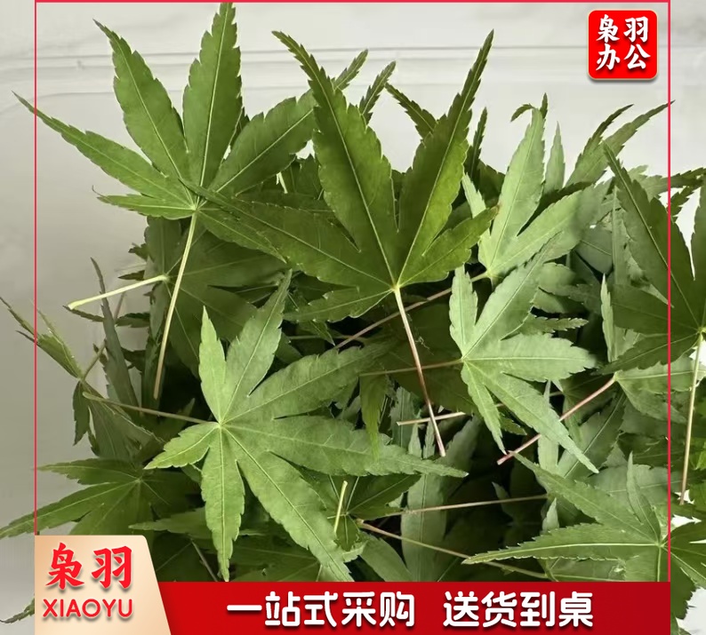 酒店西餐花草摆盘绿枫叶(50片/包 )