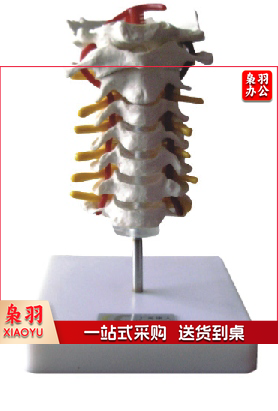 颈椎模型