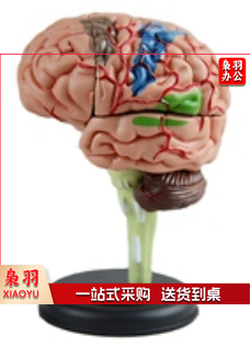 4D脑解剖模型（32部件）