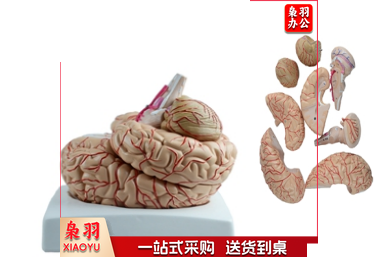 脑动脉模型（9部件）