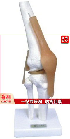 膝关节功能模型（附韧带）