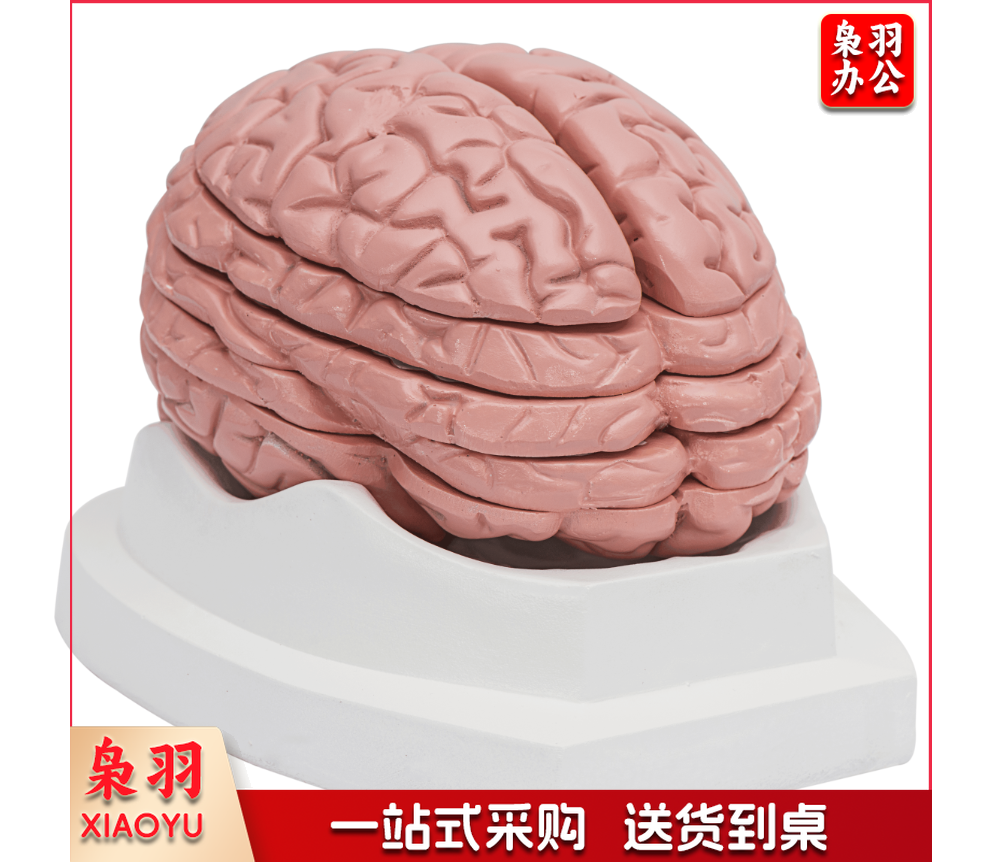 脑水平切面模型