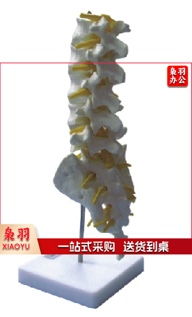 腰椎模型
