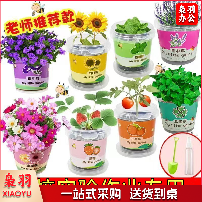 幼儿园儿童种植小盆栽学生观察植物diy手工儿童创意儿童小盆栽宝 300克