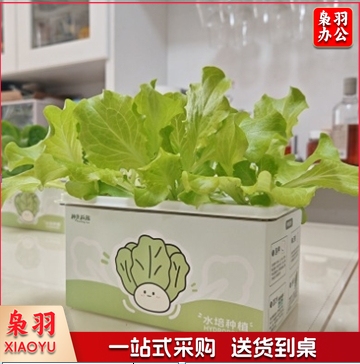 儿童水培生菜种植观察套装无土小盆栽幼儿园DIY科学种子种植玩具（水培生菜果蔬种植盒4孔套装（种子，肥料））