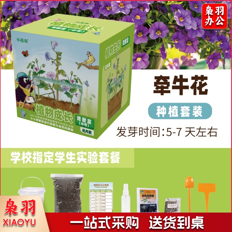 幼儿园学生劳动课学种植物根系生长透明观察盒儿童菜种子发芽记录（ 花卉款牵牛花12.5*11.5*13CM）