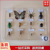 昆虫标本