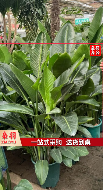 装饰 绿植 花卉