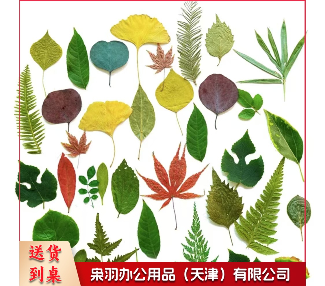 酒店西餐花草摆盘真树叶标本(45片/包 )