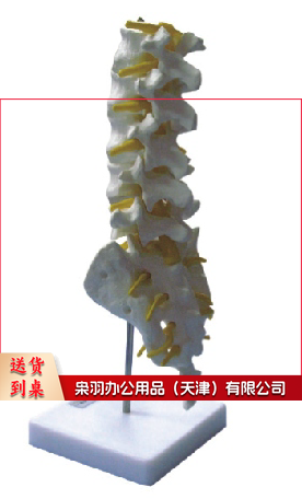 腰椎模型