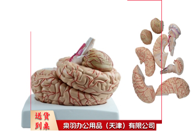 脑动脉模型（9部件）