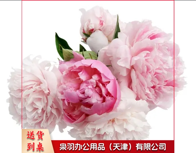 康乃馨单支小花束 鲜花（详情联系客服）