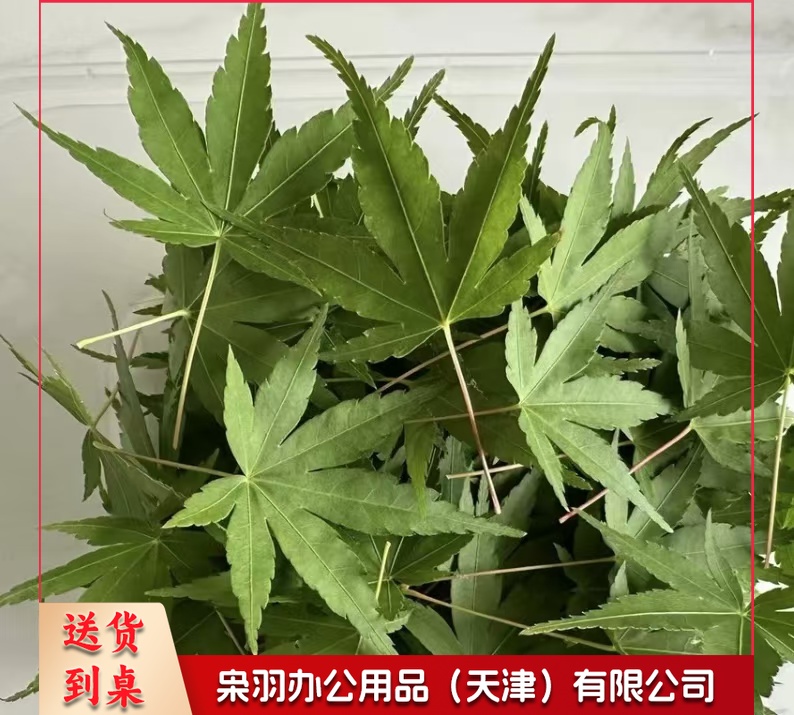 酒店西餐花草摆盘绿枫叶(50片/包 )