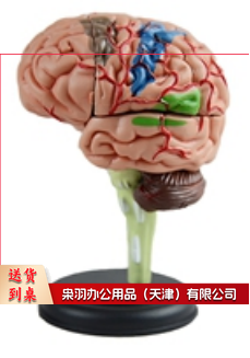 4D脑解剖模型（32部件）