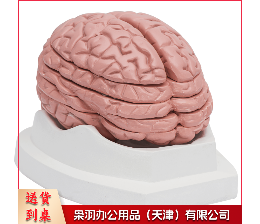 脑水平切面模型