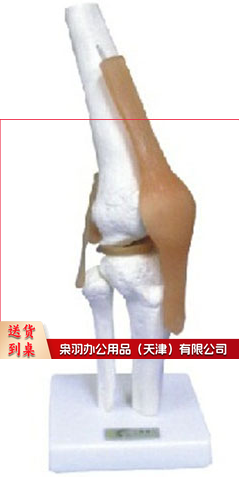 膝关节功能模型（附韧带）