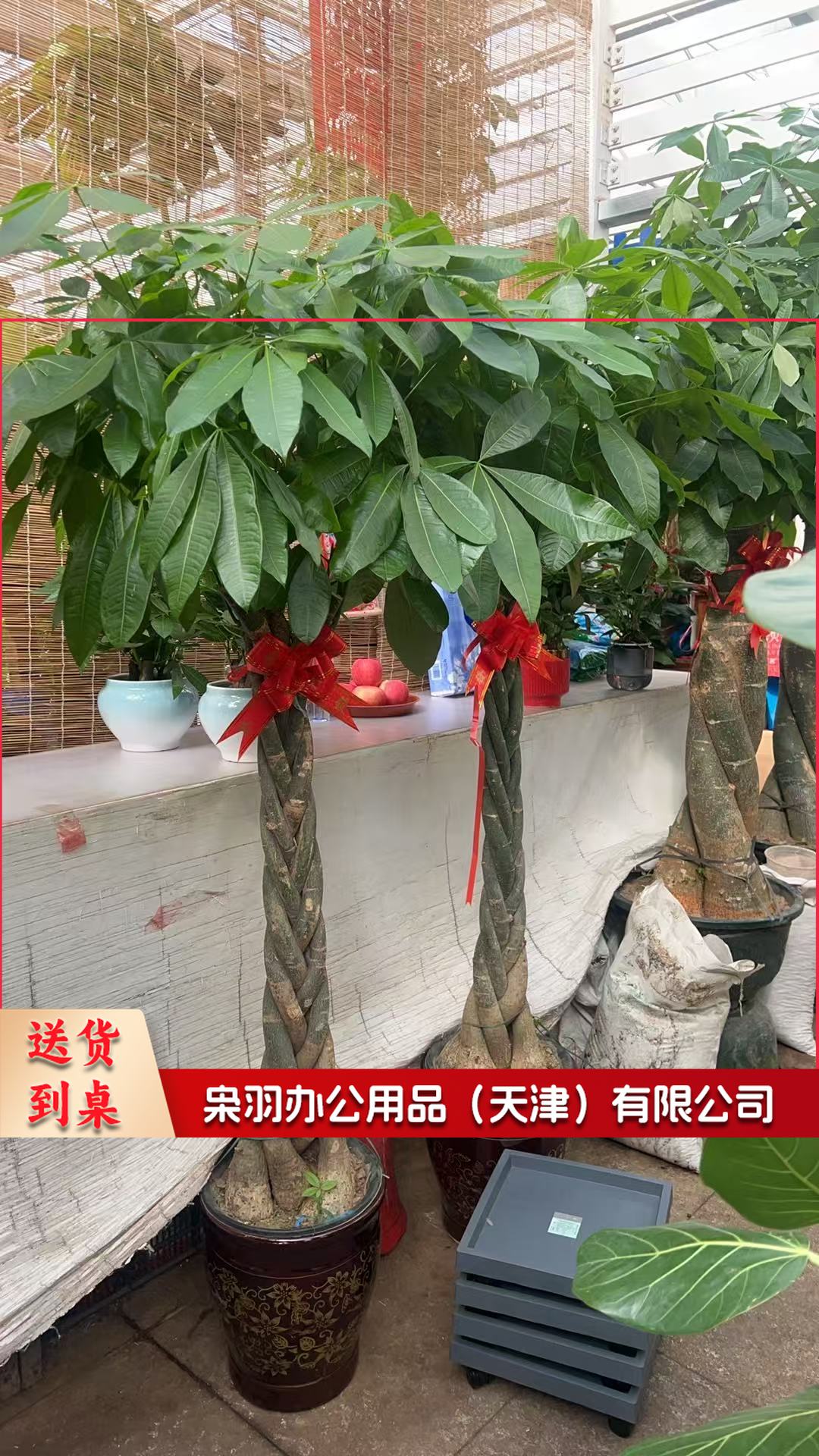 教具/装具及仿真动植物 发财树(辫子造型)小