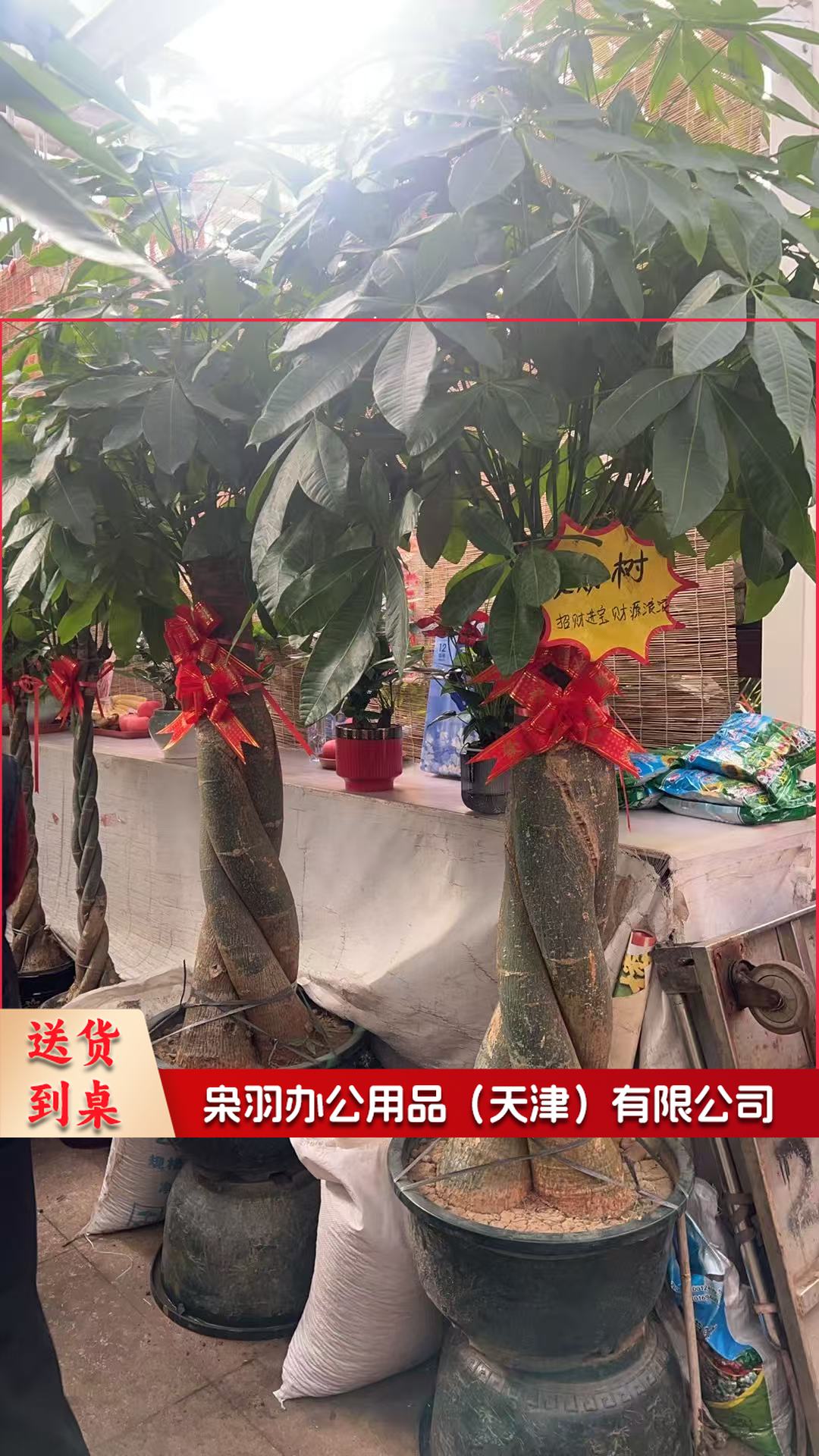 教具/装具及仿真动植物 发财树(辫子造型)大