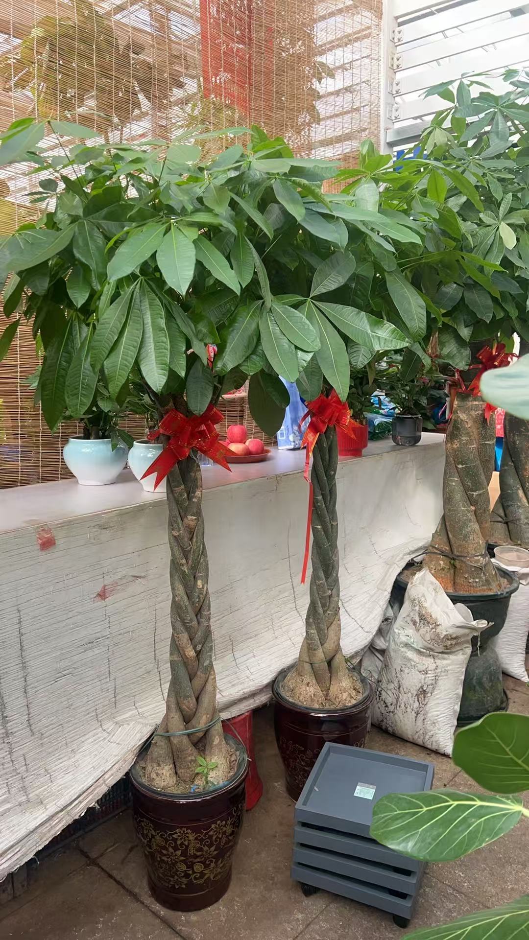 教具/装具及仿真动植物 发财树(辫子造型)小