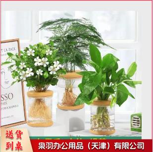 桌面摆件 盆栽 3盆/套