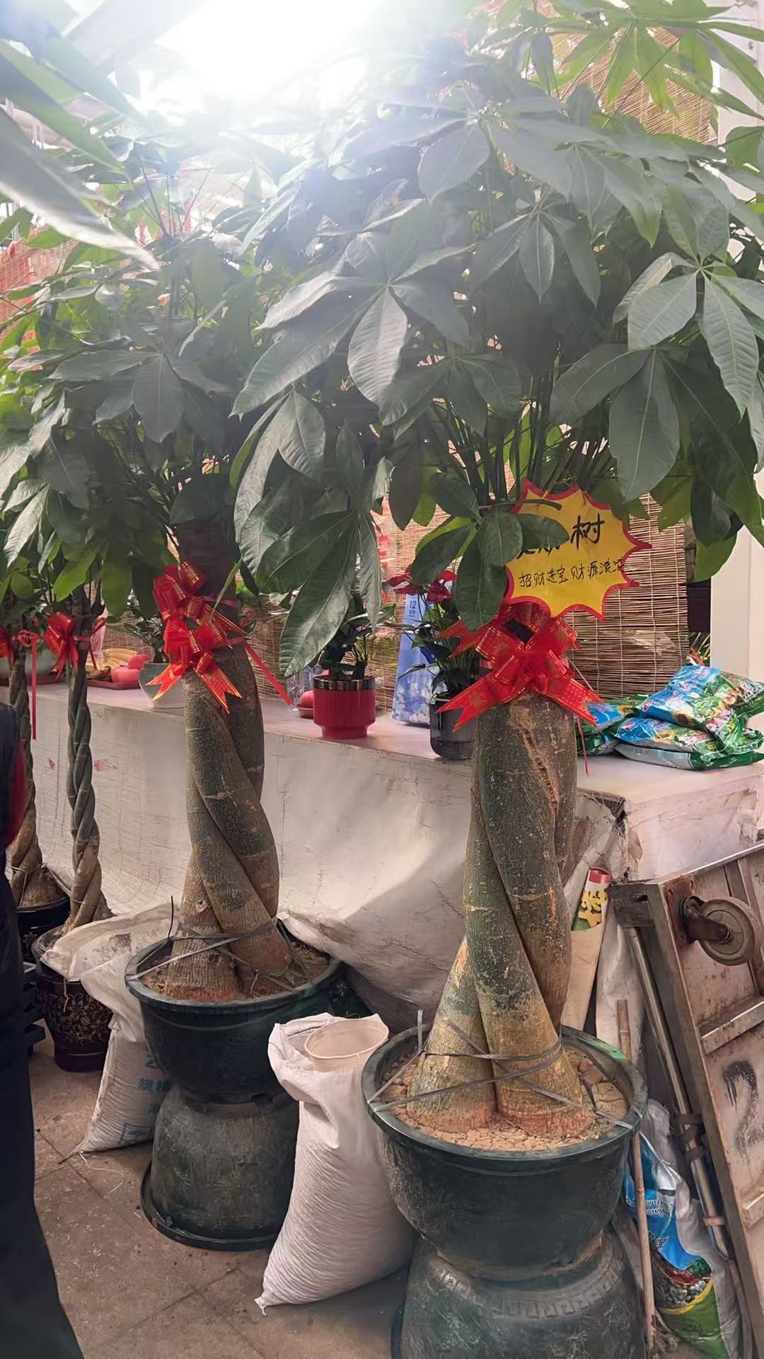 教具/装具及仿真动植物 发财树(辫子造型)大