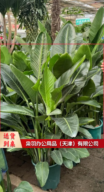 装饰 绿植 花卉--