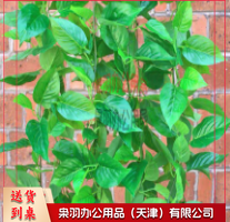 仿真绿叶 绿萝叶-
